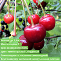 Вишня Молодёжная spp25-41 - фото 31866