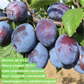 Слива Венгерка Новая spp25-57 - фото 31880