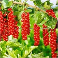 Смородина красная Ранняя сладкая spp25-76 - фото 31911