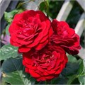 Роза флорибунда Ред Абунданс (Red Abundance) | Harkness Великобритания, 2003 Alex25-7 - фото 31934