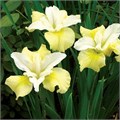 Ирис сибирский Лунный шелк (Moon Silk) 25297 - фото 31954