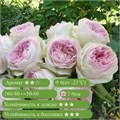 Роза срезочная Дольче Саммерхаус (Dolce Summerhouse) | Нидерланды, 2018 fs25-25z (27, 208) - фото 31970