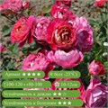 Роза шраб Сантенер Де Л`Ей-Ле (Centenaire De L'haÿ-Les-Roses) | Dominique Massad Франция, 2004 fs25-77z (42, 116) - фото 31981