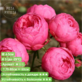Роза флорибунда Помпонелла (Pomponella) | Kordes Германия, 2005 fs25-49z (3, 78, 137) - фото 31987