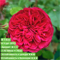 Роза флорибунда Ред Леонардо да Винчи (Red Leonardo da Vinci) | Meilland Франция, 2003 fs25-51z (132, 145) - фото 31988