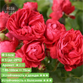 Роза флорибунда Черри Герл (Cherry Girl) | W. Kordes & Sons Германия, 1997 fs25-54/kw25-18z (8, 166, 176, 191) - фото 31989