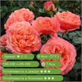 Роза флорибунда Корал Лионс Роуз (Coral Lions-Rose) | W. Kordes' Sohne Германия, 2019 fs25-38z (201, 203) - фото 32011