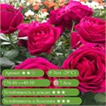 Роза флорибунда Фюр Элизе (Fur Elise) | W. Kordes' Söhne Германия, 2020 fs25-53z (57, 65) - фото 32024