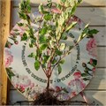 Дёрен белый Сибирика Вариегата (Sibirica Variegata) art25-4 - фото 32031 Дёрен белый Сибирика Вариегата (Sibirica Variegata) art25-4 - фото 32031