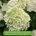 Гортензия метельчатая Литл Альф (Little Alf) 25312 - фото 32048