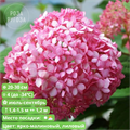 Гортензия древовидная Мэджикал Пинкербелль (Magical Pinkerbell) 25313