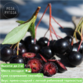 Арония (рябина черноплодная) 25425
