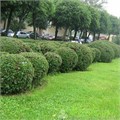 Кизильник блестящий 25426