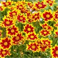 Кореопсис крупноцветковый Солар Джевал (Solar Jewel) usp25-23 - фото 32113