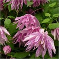 Клематис (княжик) Пинк Дрим (Pink Dream) usp25-88 - фото 32180