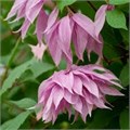 Клематис (княжик) Перпл Дрим (Purple Dream) usp25-90 - фото 32185