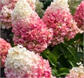 Гортензия метельчатая Пинки Промис (Pinky Promise) 25445