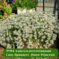 №44 Алиссум вегетативный Сноу Принцесс  (Snow Princess) 16626-2