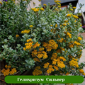 ГЕЛИХРИЗУМ SILVER 16636