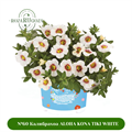 №60 Калибрахоа ALOHA KONA TIKI WHITE 60/252