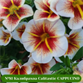 №81 КАЛИБРАХОА CALITASTIC CAPPUCINO 23710