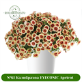 №61 Калибрахоа EYECONIC Apricot 1999
