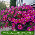 №78 Калибрахоа LIA ABSTRACT PINK 78/222