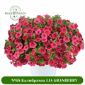 № 68 Калибрахоа LIA GRANBERRY 19278