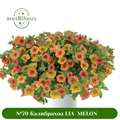 № 70 Калибрахоа LIA MELON 19110