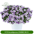 №79 Калибрахоа OMBRE Blue (CHAMELION) 19120