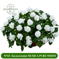 №43  Бальзамин MUSICA PURE WHITE 434324