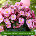 №5 Бегония DREAMS GARDEN MACAROSE 18255