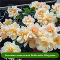Бегония ампельная Belleconia Шардоне (CHARDONNAY) 17820
