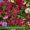 №25 Диасция Divara Deep Red 25454