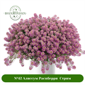 №42 Алиссум Распберри Стрим 2413