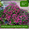 №104 Петуния Cascadias Bicolor Cabernet 32204