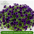 №123 Петуния  LITTLETUNIA Purple Blue 3228