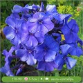 Флокс метельчатый Блю Парадайз (Blue Paradise) usp25-47