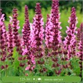 Сальвия / Шалфей дубравный Нью Дименсион Роуз (New Dimension Rose) usp25-45