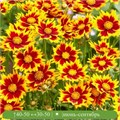 Кореопсис крупноцветковый Солар Джевал (Solar Jewel) usp25-23