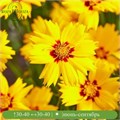 Кореопсис крупноцветковый Солар Мун (Solar Moon) usp25-24