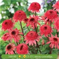 Эхинацея Расбери Трюфель (Raspberry Truffle) usp25-55