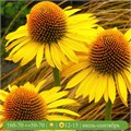Эхинацея пурпурная Меллоу Еллоу (Mellow Yellow) usp25-57