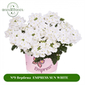 №13 Вербена Empress Sun White 131324