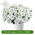 №113 Петуния Capella White Imp. 32233