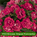 №153 Петуния  Origami Watermelon 153