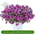 №155 Петуния RED CARPET HIPPY CHICK VIOLET 155/3231