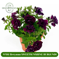 №181 Петуния SWEETSUNSHINE BURGUNDI 181/32196