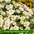 №210 Петуния SURFINIA CLASSIC LIME 210/32141