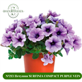 №213 Петуния SURFINIA COMPACT PURPLE VEIN 213/32331